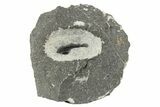 Detailed Gerastos Trilobite - One Half Prepared #234996-1